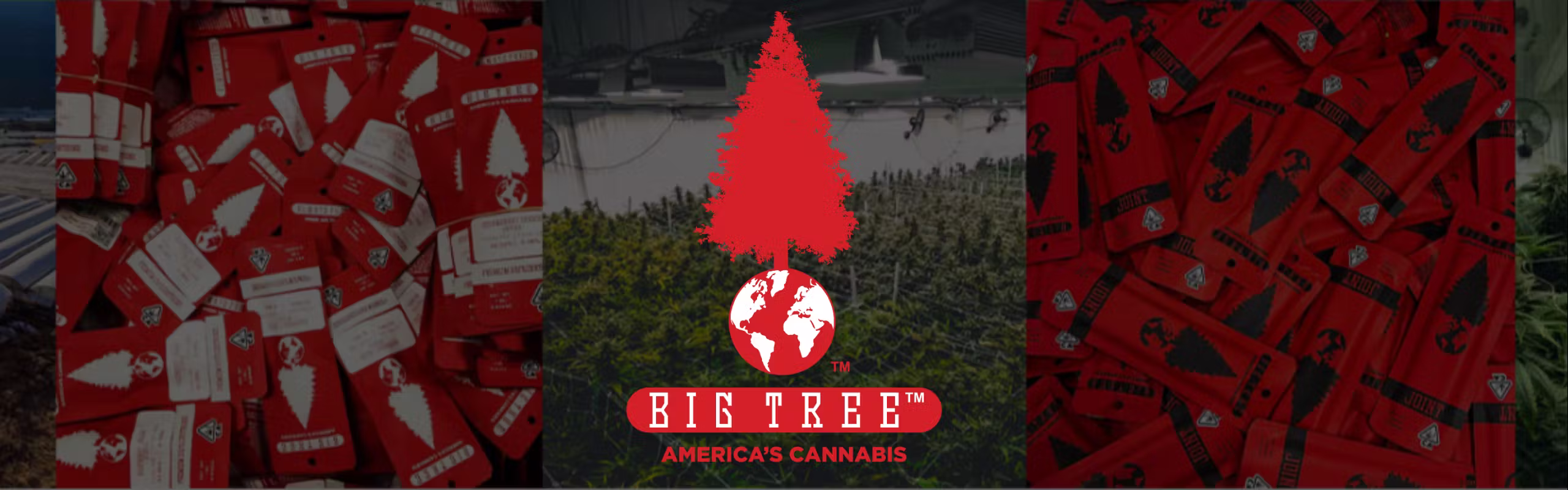 Big Tree