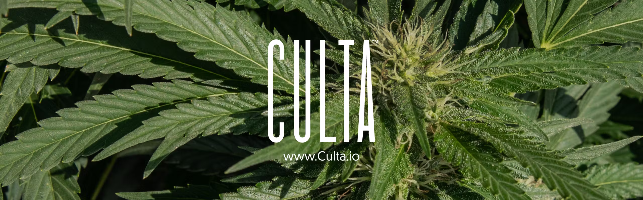 Culta