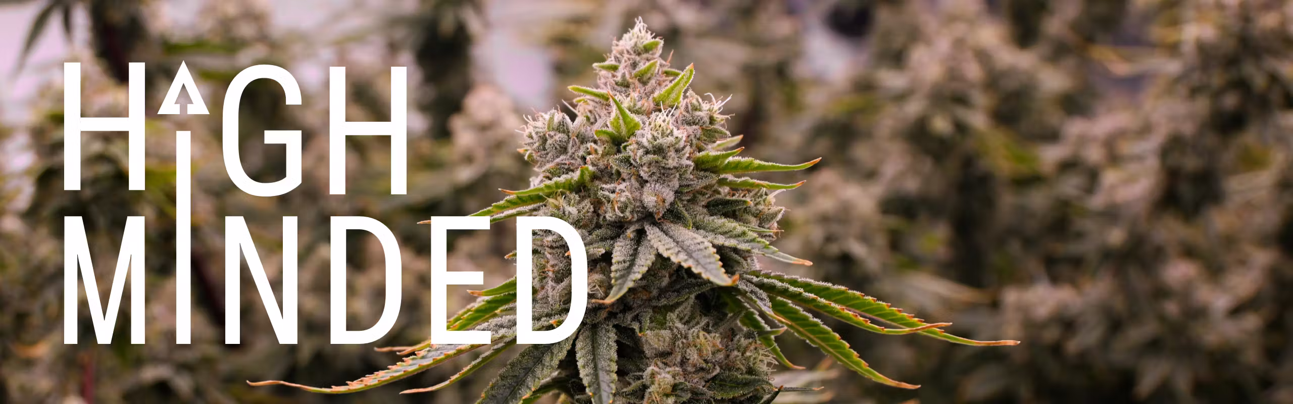 High Minded