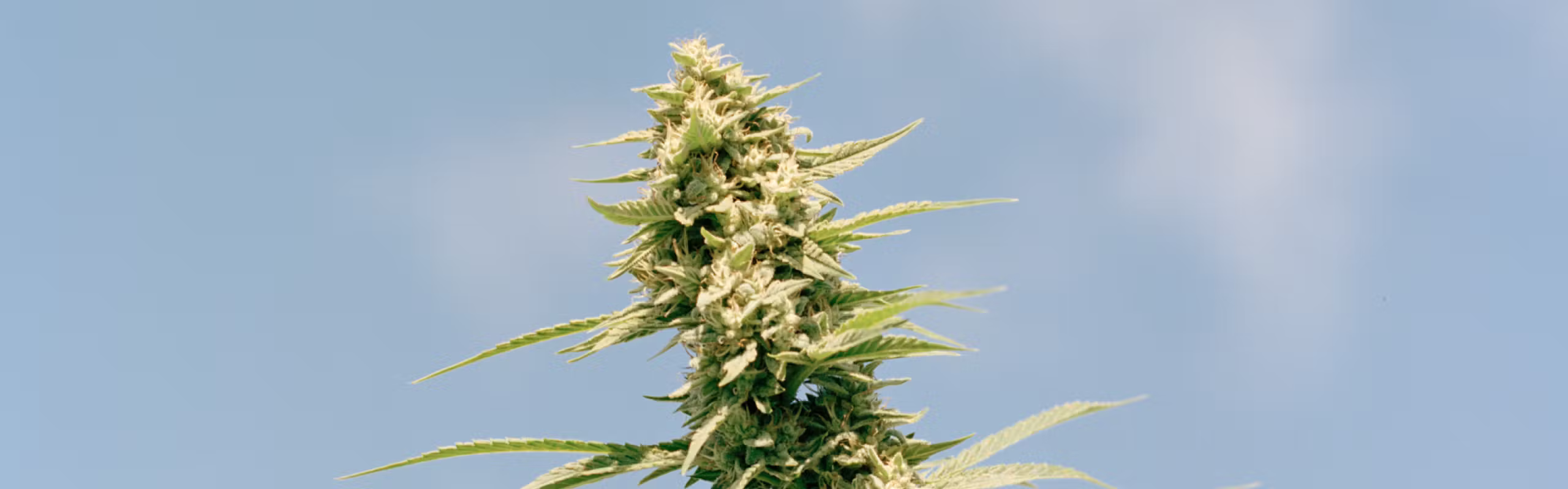 Hudson Cannabis