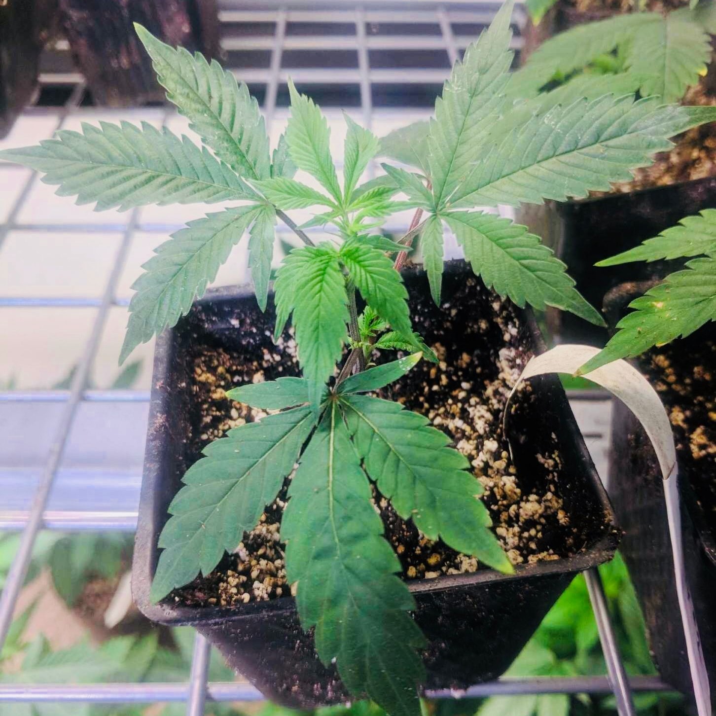 Lit Fuse Nursery