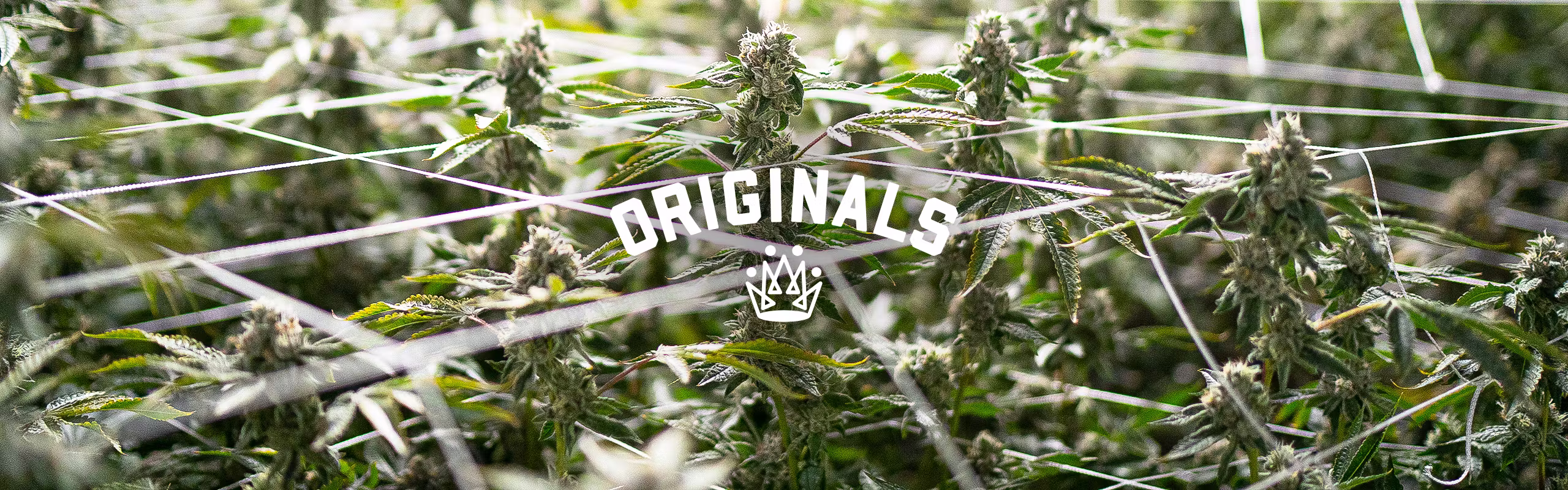 Originals