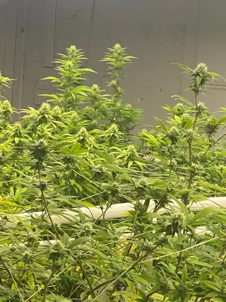 420 Mules