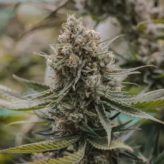 Best Buds Cannabis Dispensary