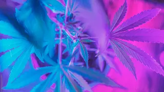 Better Daze Cannabis Co