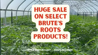 Brute's Roots (Adult Use)