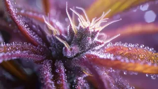 Canna Bloom Farmacy - Menomonee Falls
