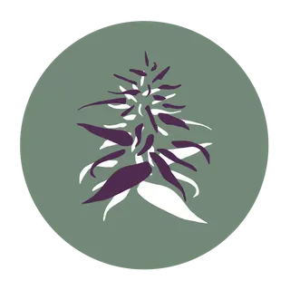 Cannabis Haven - Portland