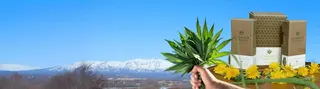 Catalyst Cannabis Company - Spenard