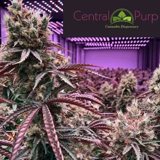 Central Purp