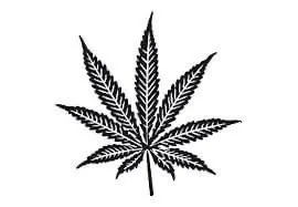Champion Cannabis