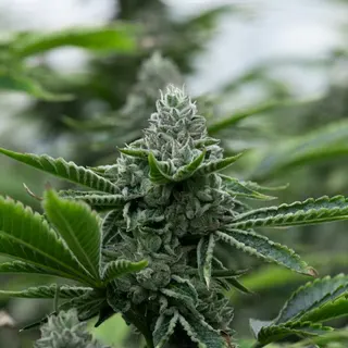 Cloud 9 Medical Cannabis Dispensary