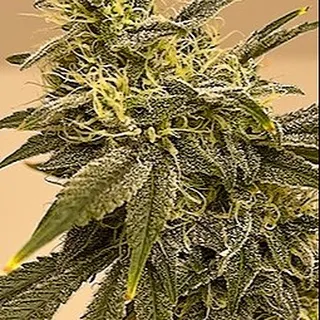 Coastal Sweet Weeds