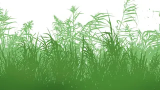 Cottonmouth Dispensary LLC