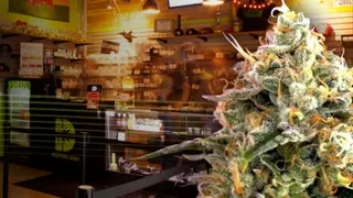 DANK Colorado - Adult Use
