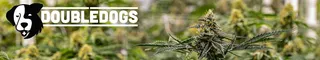 Double Dogs Marijuana & Weed Dispensary Plentywood