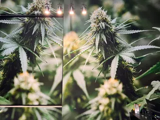 Enchanted Growth Co. - Hobbs