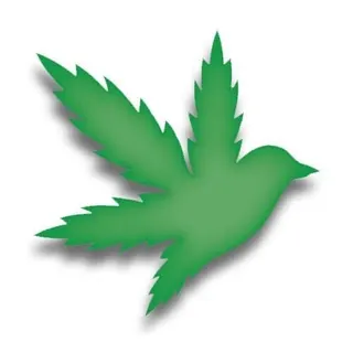 Flyhi Cannabis - Aurora