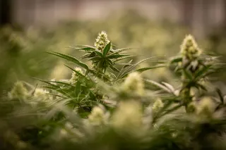 AYR Cannabis Dispensary - Woodbridge (Med)