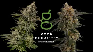Good Chemistry - Colfax