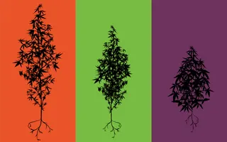 Grass Roots Marijuana Portland