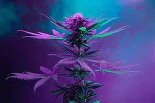 Herbal Meds Dispensary