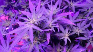 Higher Vibes