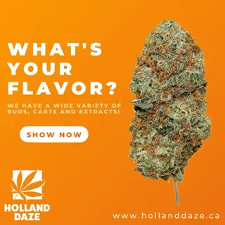 Holland Daze - Pickering