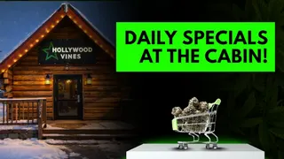 Hollywood Vines