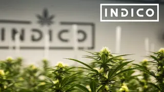 Indico