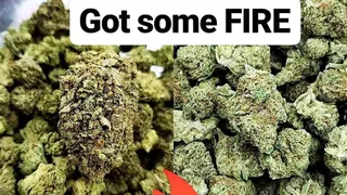 K for Kush