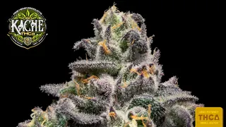 Kache THCa