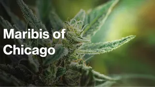 Maribis of Chicago (Medical)