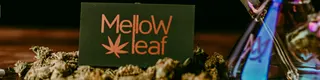 Mellow Leaf