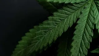 Mind Flower Cannabis Co - Fashion District