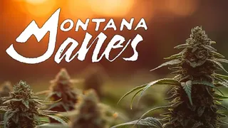 Montana Janes Dispensary