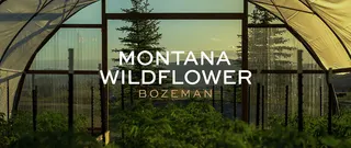 Montana Wildflower