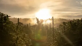 Nova Farms - Attleboro