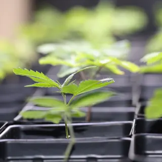 Oklahoma Clone Company