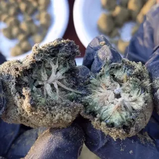 OregonHempFlower.org - Texas (online shop only)