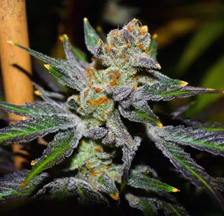 Original Cannabis Growers
