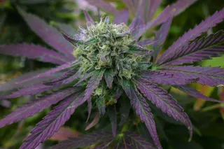 Pagosa Therapeutics Dispensary & Live CannaGrow