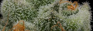 Prime Exotics Dispensary