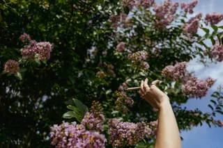 Pure Blossom