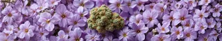 Purple Star
