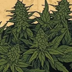 Queen Of The North Genetics