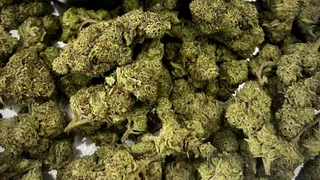 Ratoon CBD and Cannabis Dispensary
