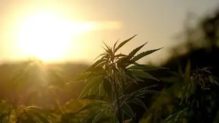 Robinsons Cannabis