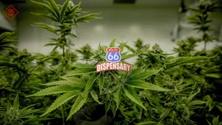 Route 66 Cannabis Store
