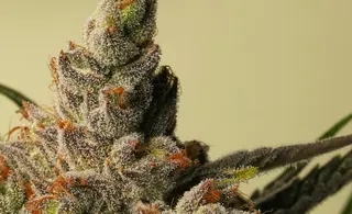 Seed & Smith - Recreational